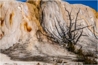 Bert_Schmitz__Dead_Tree_and_shadow.jpg