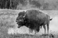 Bison_Dust_Bath_JLandon.jpg