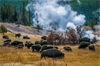 Bisons_at_a_Geyser_by_Bert__Schmitz.jpg