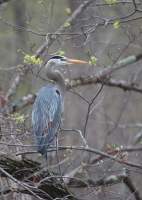 Blue_Heron_On_Watch_DDingee.jpg