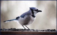 Blue_Jay_over_for_lunch_DDingee.jpg