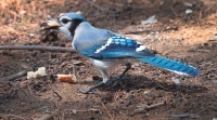 Bluejay_Breaking_Bread_DDingee.jpg