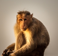 Bonnet_Macaque_jlandon.jpg