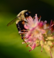 BumbleBeeing_0457.jpg