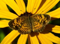 Butterfly-Jane_Rossman.jpg