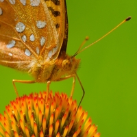 ButterflyByLazloGyorsok.jpg