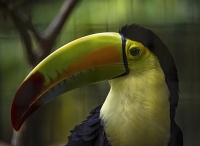 Caged--Keel-billToucanAlexK__4b__ACK_8494.jpg