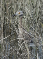 Camoflage-Night_Heron_J_Rossman.jpg