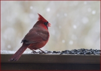 Cardinal_enjoying_a_winter_feast_DDingee.jpg