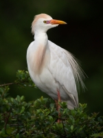 Cattle_Egret_1_Neil_Nourse-2.jpg