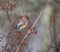 CedarWaxwing_A_KearneyDSC_6834.jpg