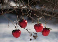 Christmas_Apples_by_Ann_Wilkinson.JPG