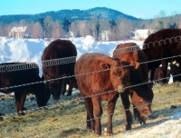 Coltsfoot_Valley_Cattle_Protected_by_Last_Year_s_Wall_of_Snow.jpg