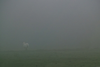 Copy_of_foggy_horses_edited_jpeg.jpg