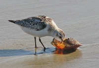 Crab_for_Lunch___Jane_Rossman.jpg