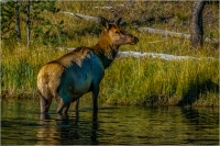 Crossing_the_creek_by_Bert__Schmitz.jpg