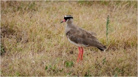 Crowned_Lapwing_by_Bert__Schmitz.jpg