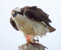 DSCN2845__Osprey_and__Fish_Diner--Jane_Rossman.jpg