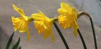 DSCN3496_Daffy_Trio.jpg