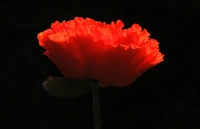 DSCN7035_Poppy--_Inner_Flame_J_Rossman.jpg