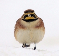 DSCN8637__Horned_Lark_with_Atitude_JRoss.jpg