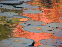 DSCN9167___Lilly_Pads_and_Autumn_Reflection_JRossman.jpg