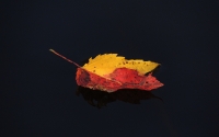 DSCN9572_Fallen_But_Still_Afloat_Jrossman.jpg