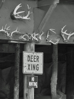 DSCN9633_Deer_Crossing_JRoss.jpg