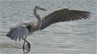 DSCN9752___Egret_Dance--_Jane_R.jpg