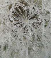 Dandelion_with_Dew_Drops.jpg