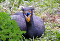 Dbl_Crested_Cormorant_in_Breeding_Colors.jpeg
