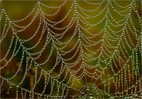 Dew_on_Web_-_Bert_Schmitz.jpg