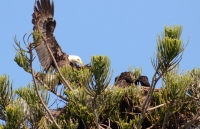 Eagle-and-Chick-NECC_jpeg.jpg