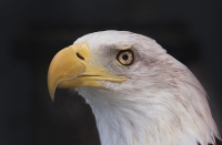 Eagle_Portrait_DDingee.jpg