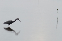 Egret_and_Mangrove_NECC.jpeg