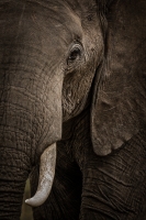 Elephant_Half_Portrait_.jpg