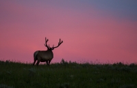 Elk_Silhouette_DDingee.jpg