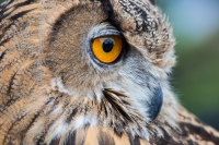 Eye_of_the_Owl_DDingee.jpg
