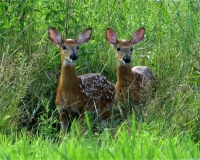 Fawn_Twins_JRossman.jpg