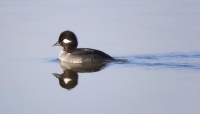 FemaleBufflehead_DawnDingee.jpg