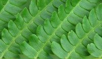 Fern_Repetition.jpg