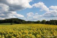 Field_of_Sunflowers_resized.jpg