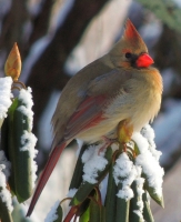 Fluffed-Up_Cardinal_Jane_Rossman.jpg