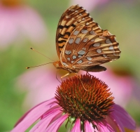 Fritillary.jpg