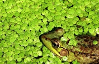 Frog_in_Duckweed-JRoss.jpg