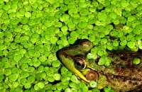 Frog_in_Duckweed_Jane_Rossman.jpg