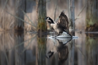 Goose_Walking_on_Water_Neil_Nourse.jpg