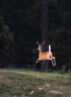 Graceful_Deer_DDingee.jpg