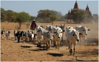 Herding_goats_and_cows_by_Bert_Schmitz.jpg