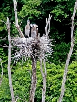 Heron_Fledglings_copy_edited-1.jpg